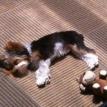 Blake at rest after a playing.