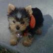 Olive - Lives with Eric & Carrie